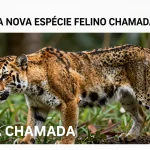 Tilcayo, a nova espécie felino chamada para mudar o conceito da biodiversidade amazônica