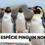 Nova espécie pinguim nomeada: cientistas revelam descoberta centenária nas Ilhas do Cabo
