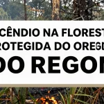 Incêndio na Floresta Protegida do Oregon: O Que Está Por Trás de um Incêndio que Questiona a Eficácia das Políticas Ambientais Americanas