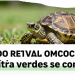 Estudo revela como bactérias das tartarugas-verdes se confundem com microplásticos