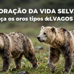 Exploração da vida selvagem: conheça os oito tipos de ursos e as características dos seus habitats