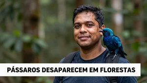 Pssaros desaparecem em florestas preservadas o que os dados revelam
